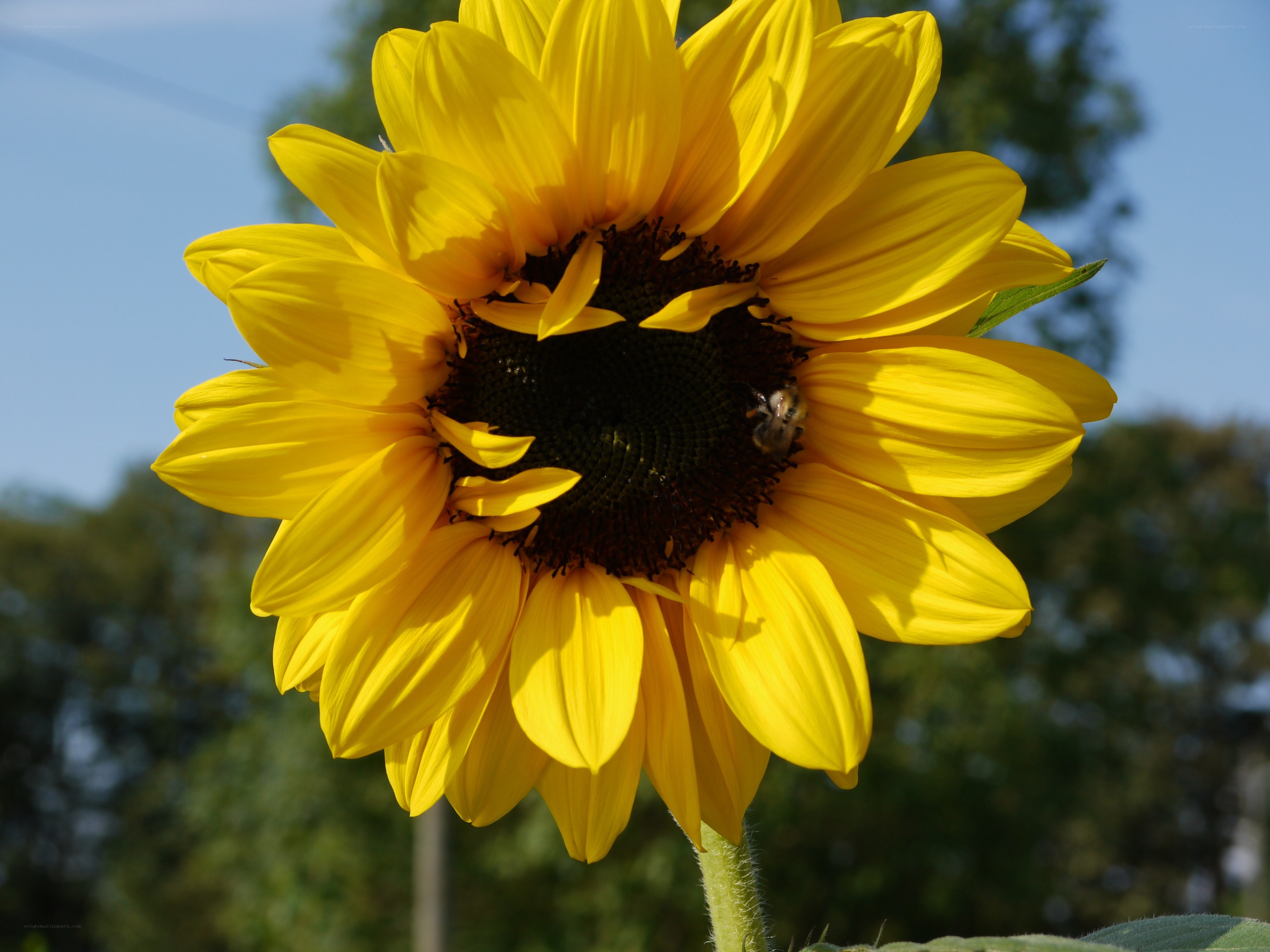 Sunflower with bee in center