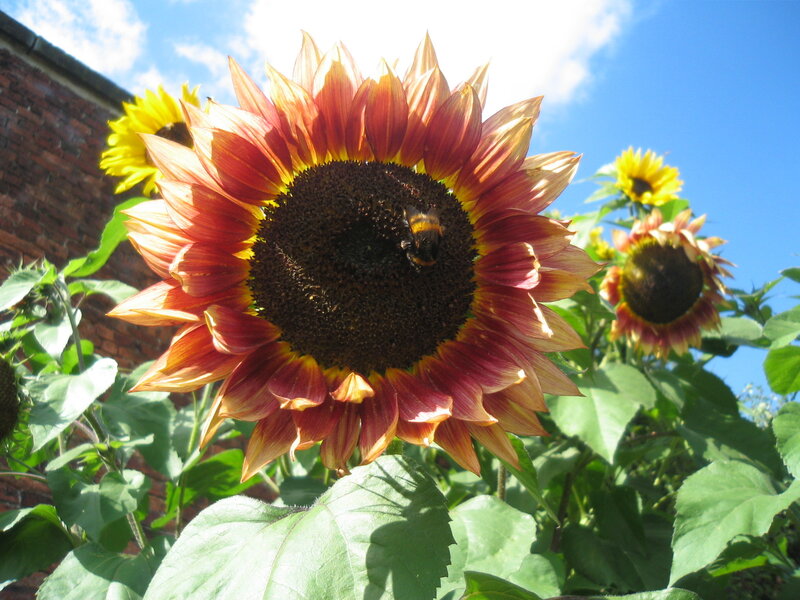 Sunflower with bee in garden