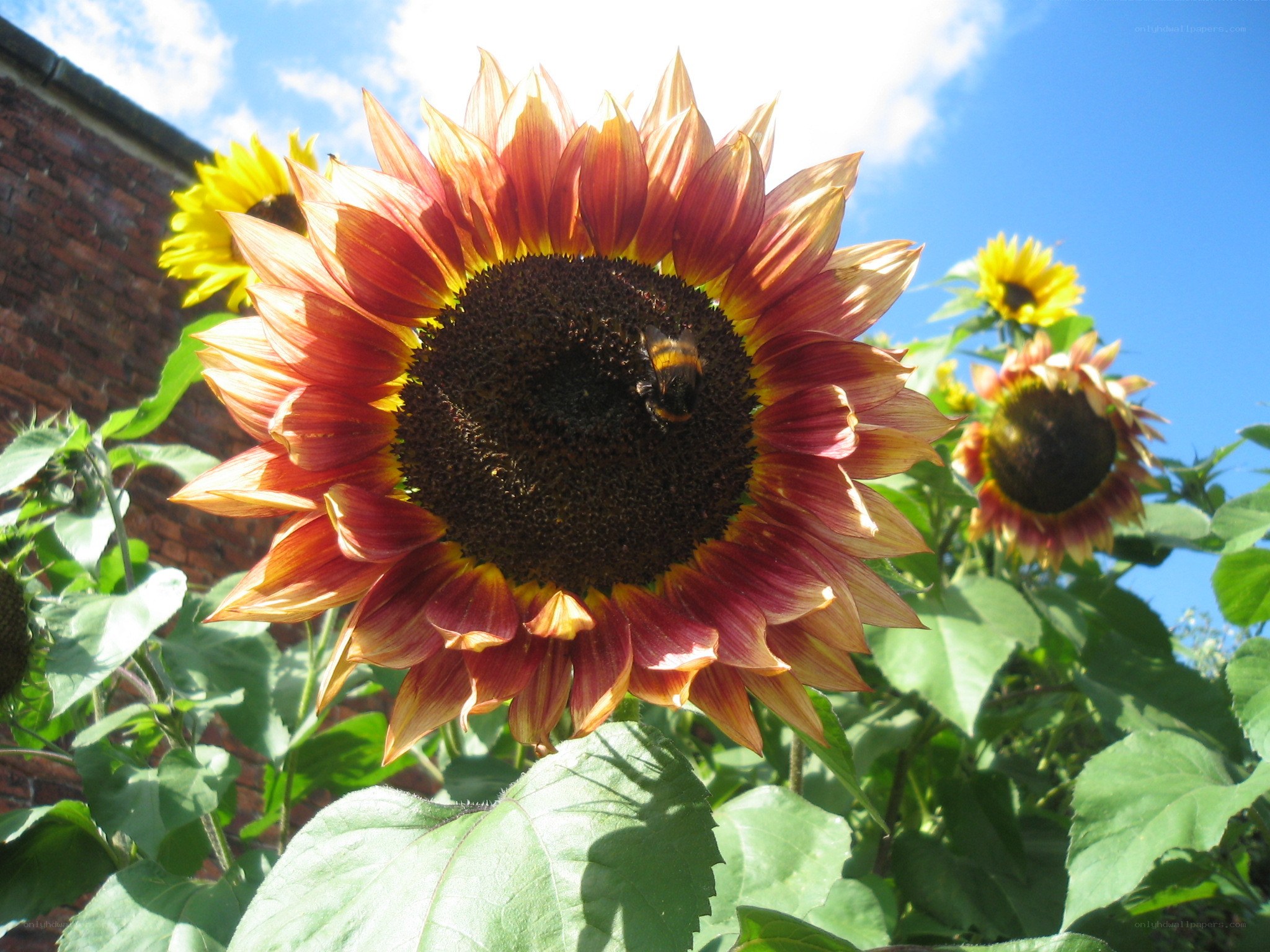 Sunflower with bee in garden