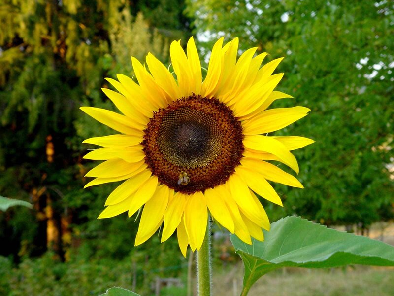 Sunflower with bee in garden