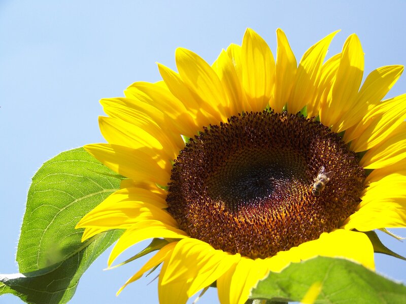 Sunflower with bee in sunlight