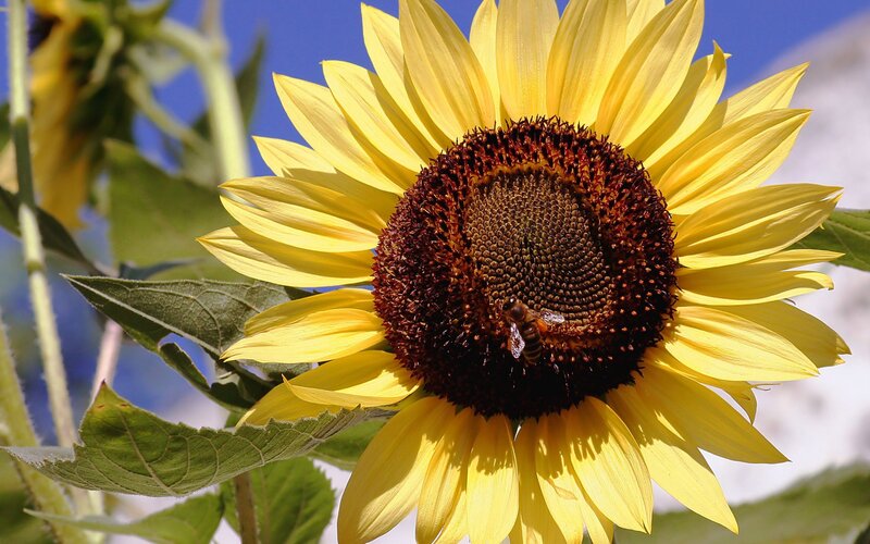 Sunflower with bee on flower