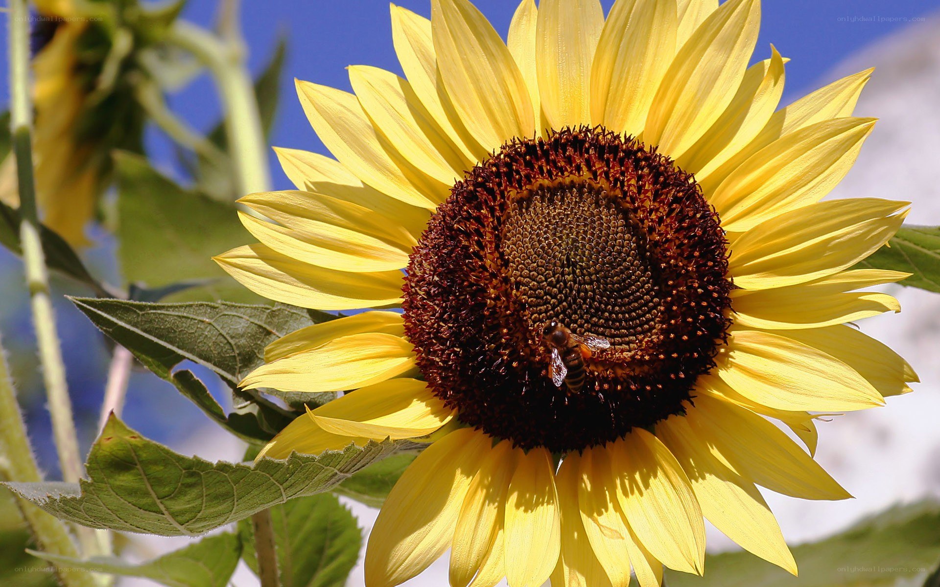 Sunflower with bee on flower