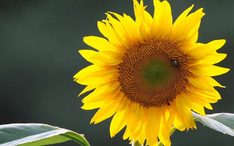 Sunflower with bee