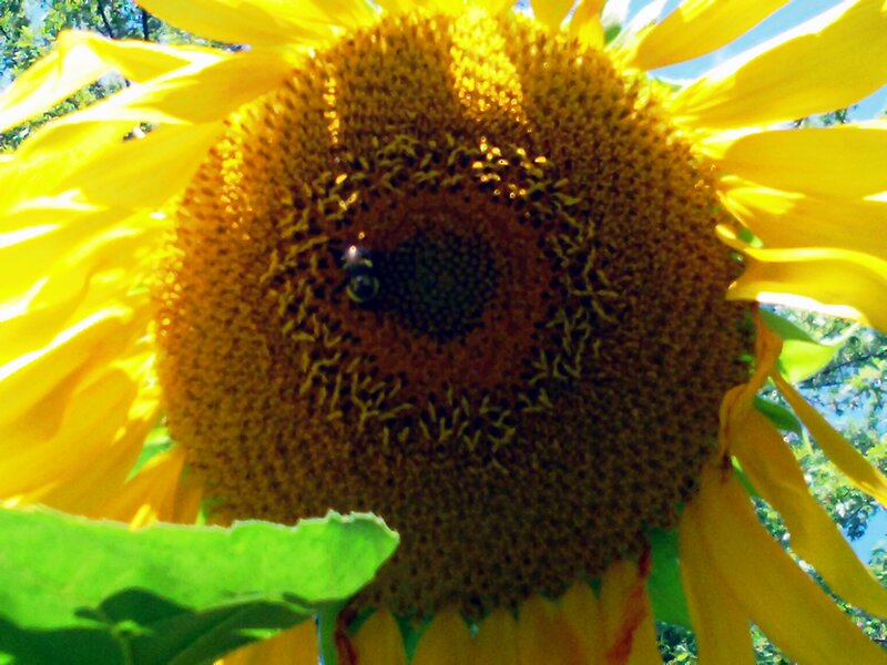 Sunflower with Bee — Yellow, Bright, Afternoon, Photograph