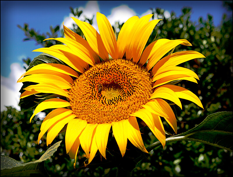 Sunflower with Bee — Yellow, Bright, Afternoon