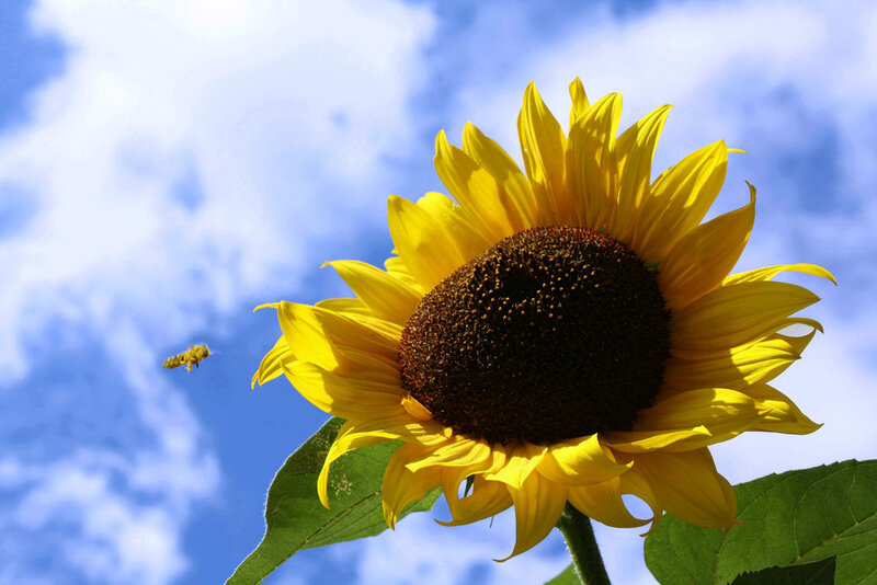Sunflower with Bee — Yellow, Bright