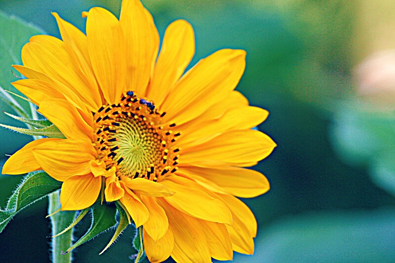 Sunflower with Bee — Yellow, Calm, Afternoon, Photograph, Petals