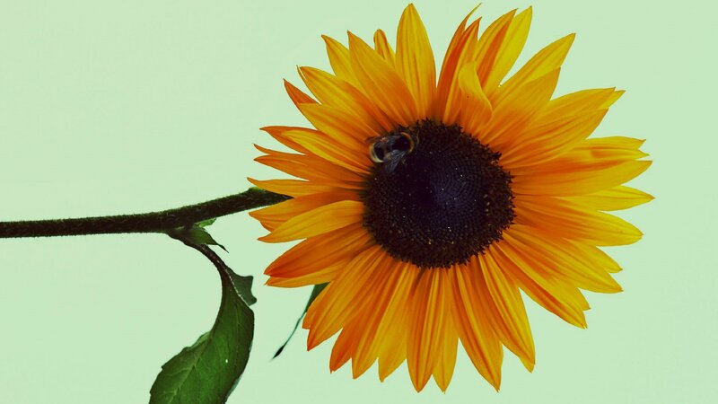 Sunflower with Bee — Yellow, Calm, Afternoon, Photograph, Stem