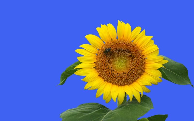 Sunflower with Bee — Yellow, Calm, Afternoon, Photograph