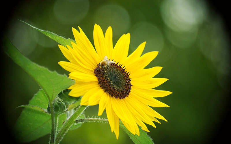 Sunflower with Bee — Yellow, Calm, Afternoon