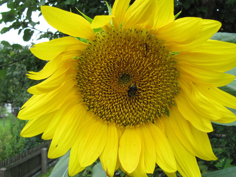 Sunflower with Bee — Yellow, Calm