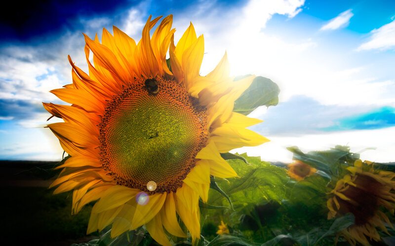 Sunflower with Bee — Yellow, Dramatic