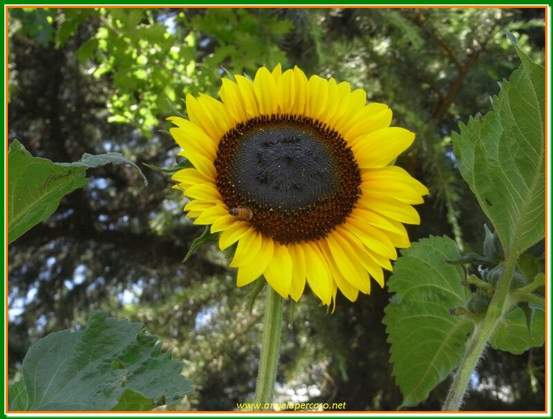 Sunflower with Bee — Yellow, Natural, Afternoon