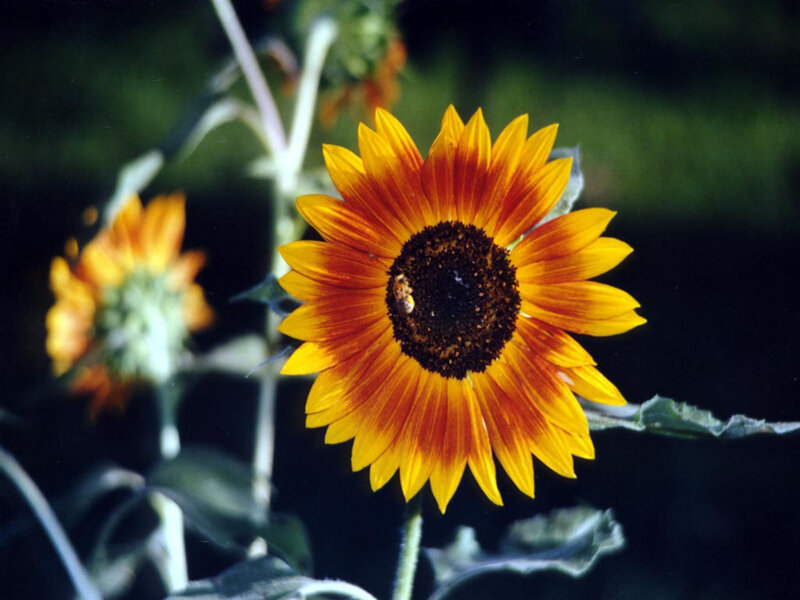 Sunflower with Bee — Yellow, Natural