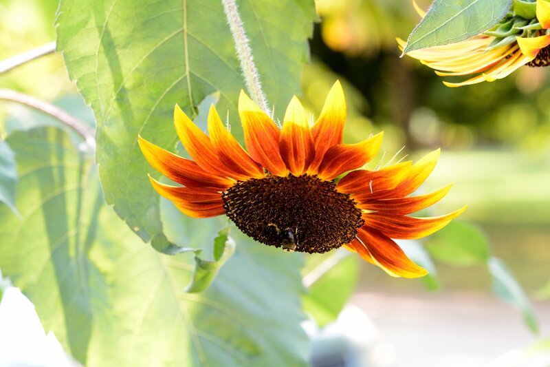 Sunflower with Bee — Yellow, Serene, Afternoon, Photograph, Leaf