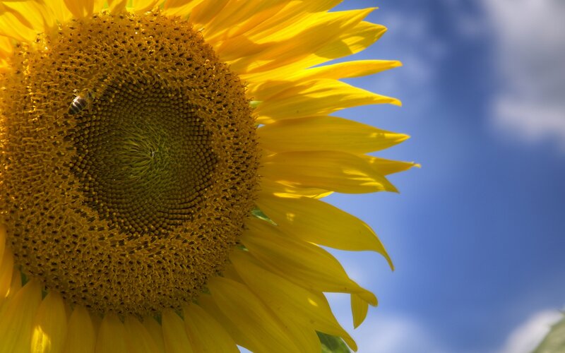 Sunflower with Bee — Yellow, Serene, Afternoon, Photograph, Sky