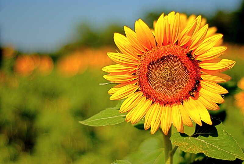 Sunflower with Bee — Yellow, Serene, Afternoon, Photograph