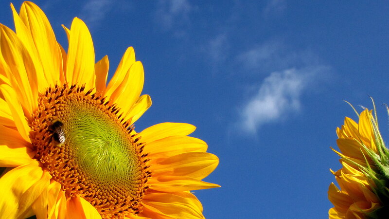 Sunflower with Bee — Yellow, Serene, Afternoon