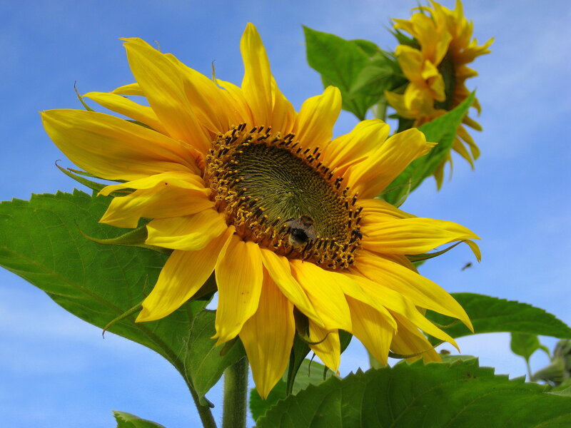 Sunflower with Bee — Yellow, Serene