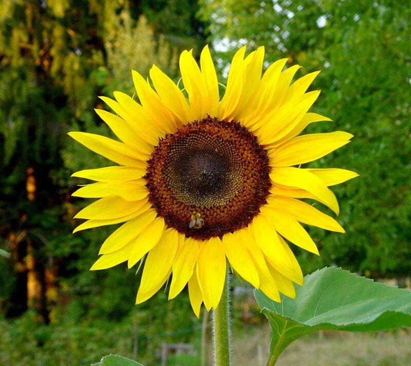 Sunflower with Bee — Yellow