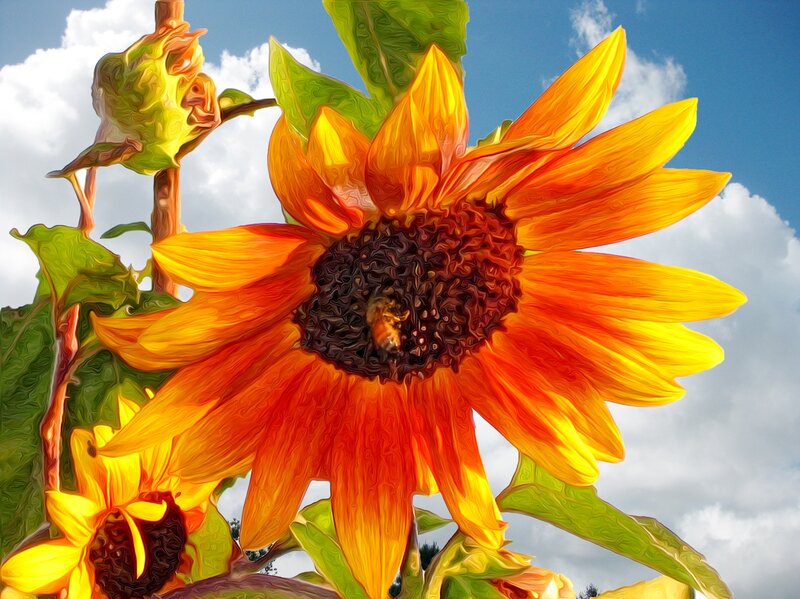 Sunflower with Bee — Yellow, Vibrant, Afternoon