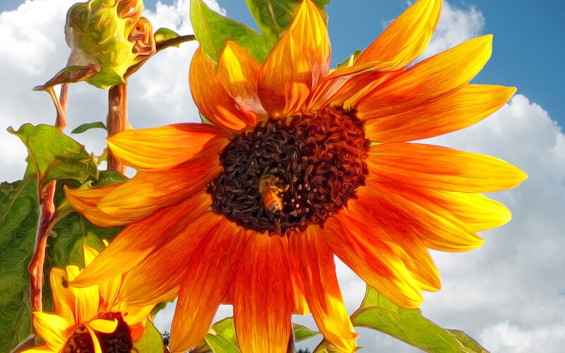 Sunflower with Bee — Yellow, Vibrant