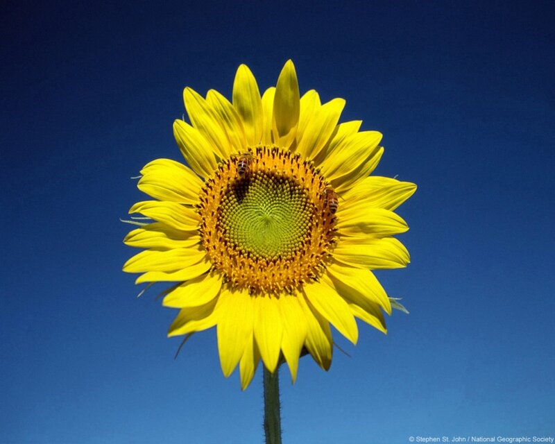 Sunflower with bees against blue sky