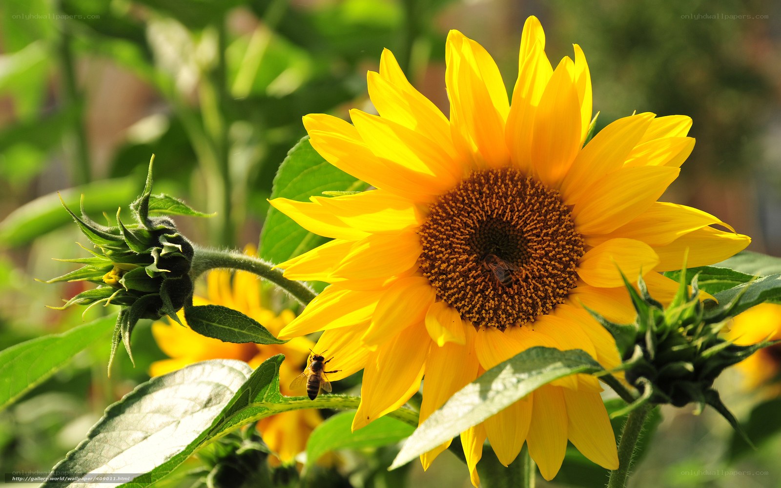 Sunflower with bees in garden