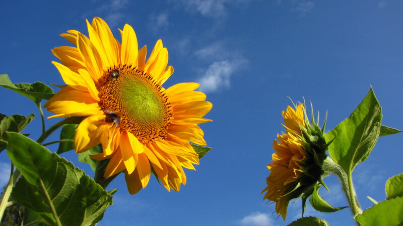 Sunflower with Bees