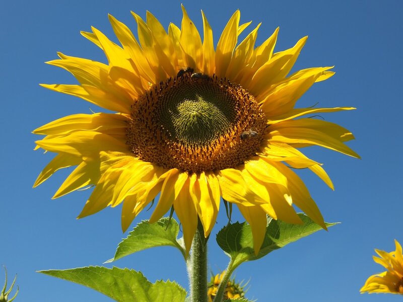 Sunflower with Bees — Yellow, Bright, Afternoon
