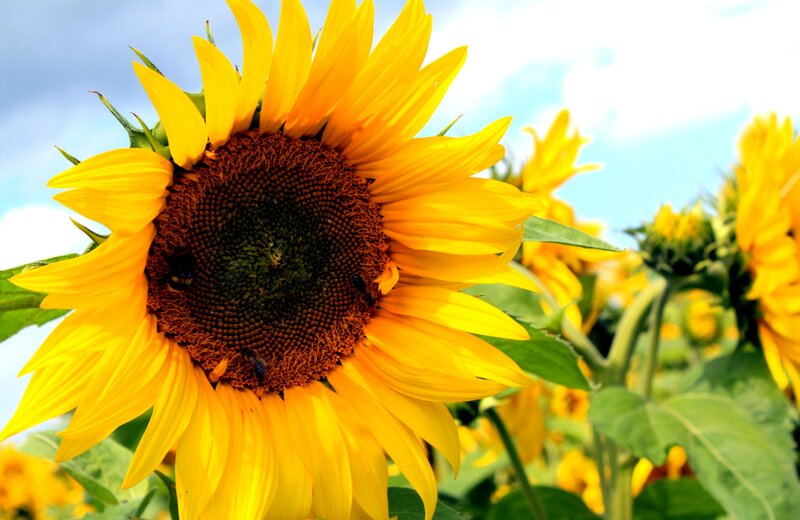 Sunflower with Bees — Yellow, Bright