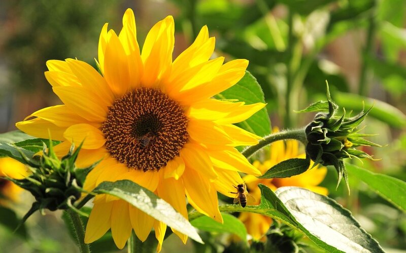 Sunflower with Bees — Yellow, Calm, Afternoon