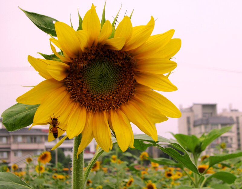 Sunflower with Bees — Yellow, Calm