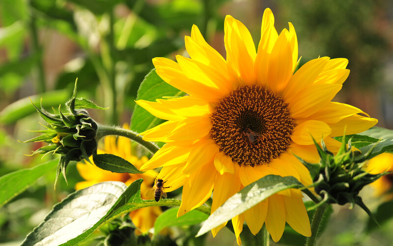 Sunflower with Bees — Yellow, Natural, Afternoon