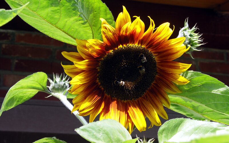 Sunflower with Bees — Yellow, Natural