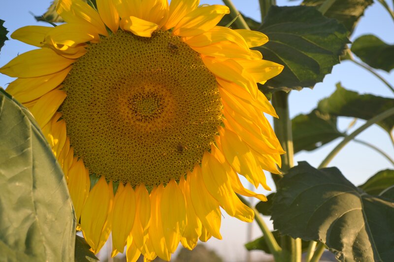 Sunflower with Bees — Yellow, Serene, Afternoon, Photograph