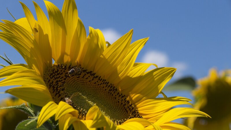 Sunflower with Bees — Yellow, Serene, Afternoon