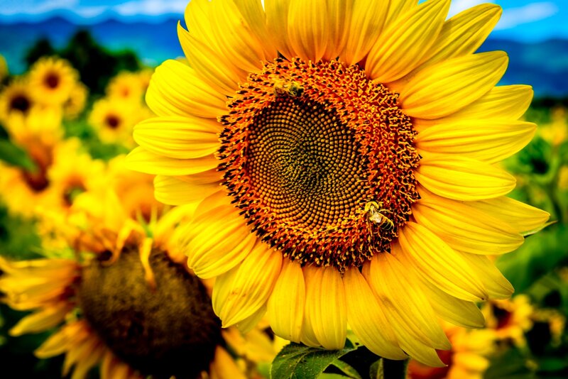Sunflower with Bees — Yellow, Serene