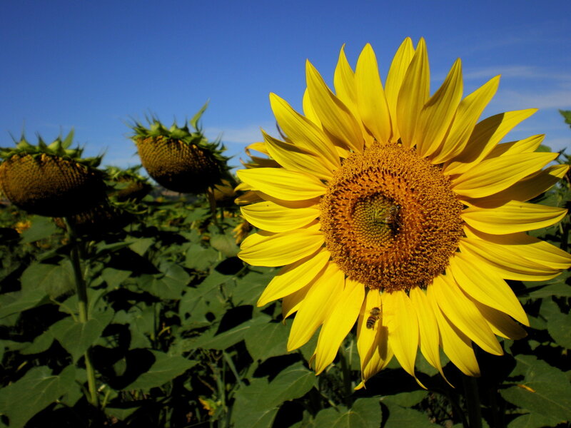 Sunflower with Bees — Yellow