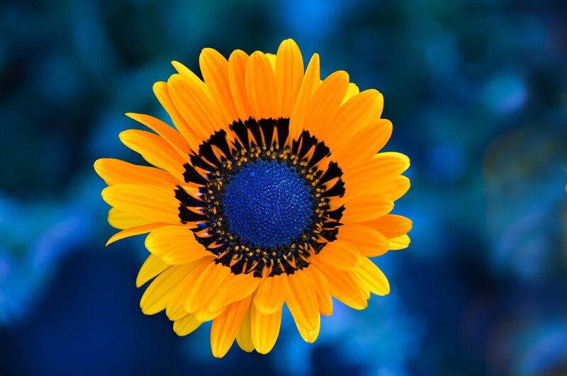 Sunflower with Blue Center