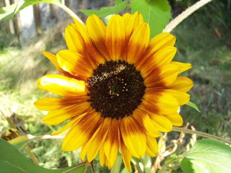 Sunflower with Brown Tips