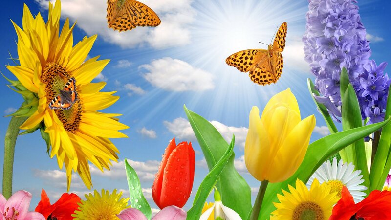 Sunflower with Butterflies — Yellow, Bright, Afternoon