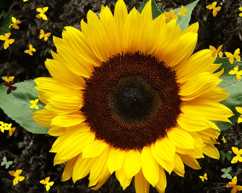 Sunflower with Butterflies — Yellow, Bright