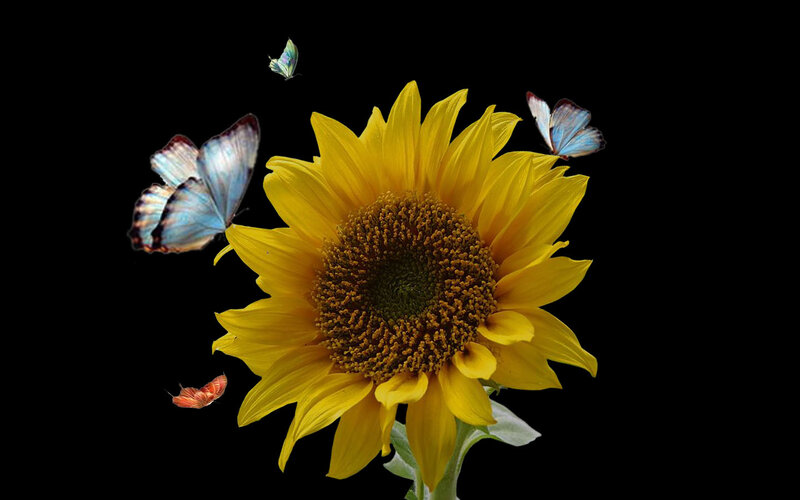 Sunflower with Butterflies — Yellow, Serene