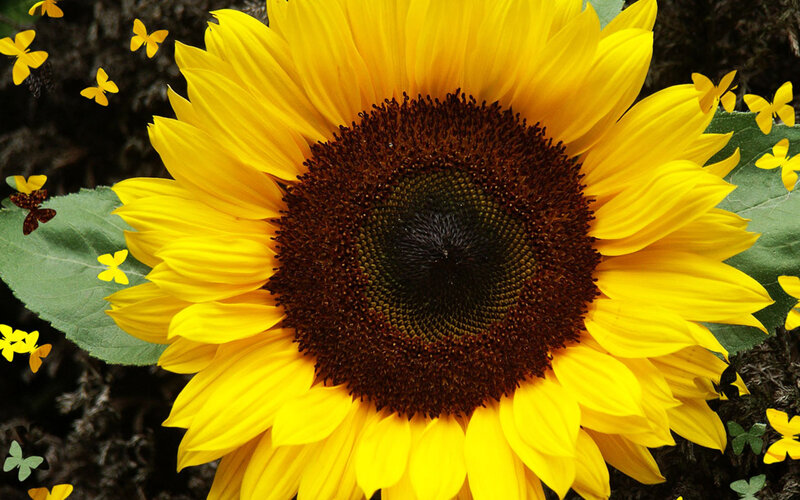 Sunflower with Butterflies — Yellow