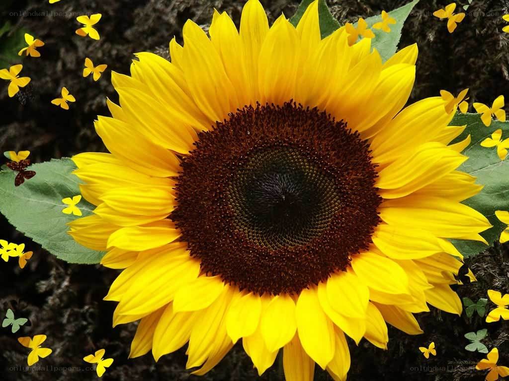Sunflower with butterflies