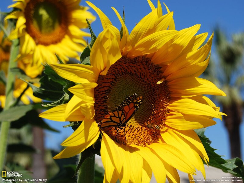 Sunflower with butterfly