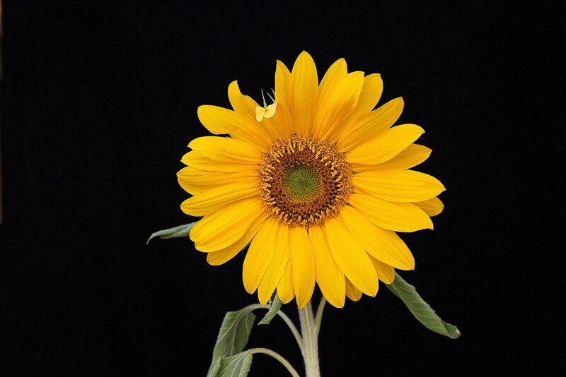Sunflower with Butterfly — Yellow, Dramatic