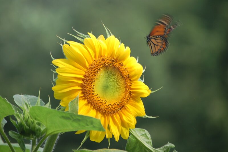 Sunflower with Butterfly — Yellow, Serene